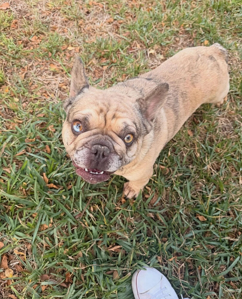 Happy French bulldog looking up on a walk