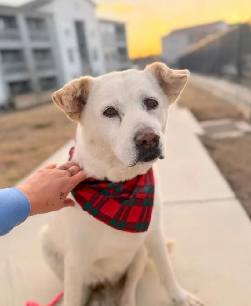 Senior white dog in a red plaid bandana