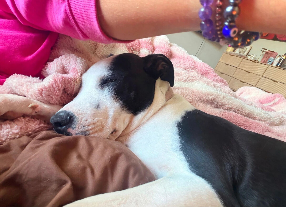 Black and white dog sleeping on a soft pink blanket