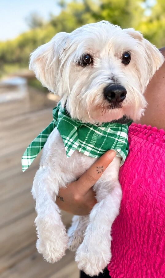 Small white dog in a green plaid bandana being held